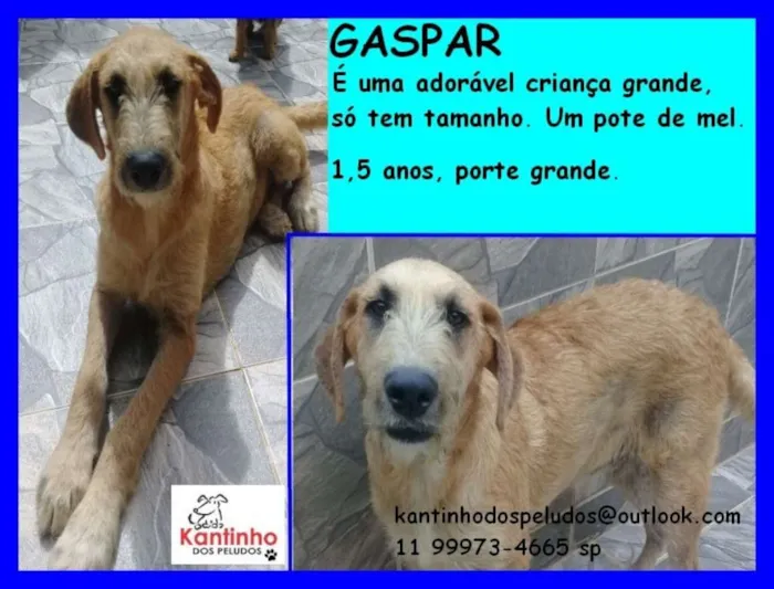 Cachorro ra a  idade 1 ano nome Gaspar