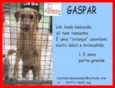 Gaspar