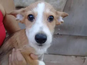 Cachorro raça  idade 2 a 6 meses nome Filhote 