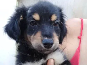 Cachorro raça  idade 2 a 6 meses nome Filhote 