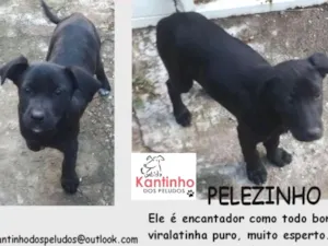 Cachorro raça  idade 2 a 6 meses nome Pelézinho Filhote