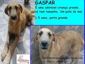 Cachorro raça  idade 1 ano nome Gaspar