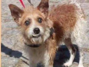 Cachorro raça  idade 6 ou mais anos nome Brasinha Pequenino