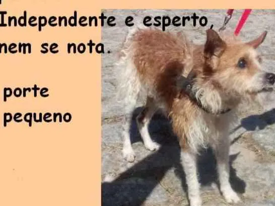 Cachorro ra a  idade 6 ou mais anos nome Brasinha Pequenino