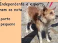 Brasinha Pequenino