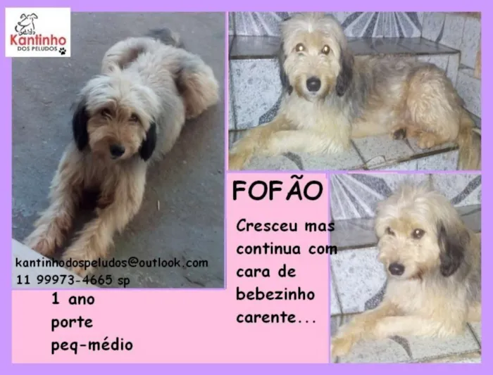 Cachorro ra a  idade 1 ano nome Fofão
