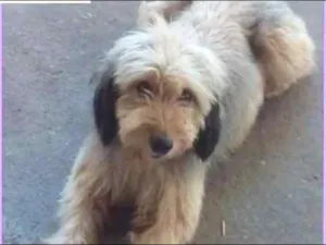 Cachorro raça  idade 1 ano nome Fofão