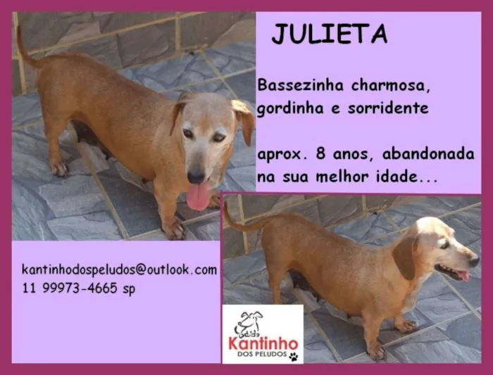 Cachorro ra a  idade 6 ou mais anos nome Julieta