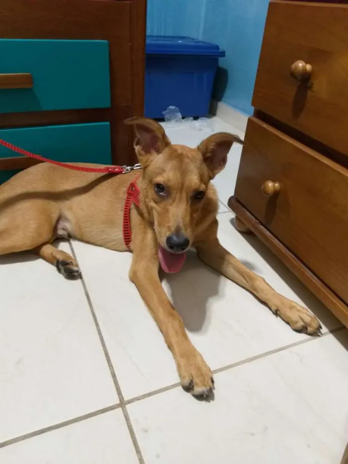 Cachorro ra a Vira lata idade 7 a 11 meses nome Orlando 