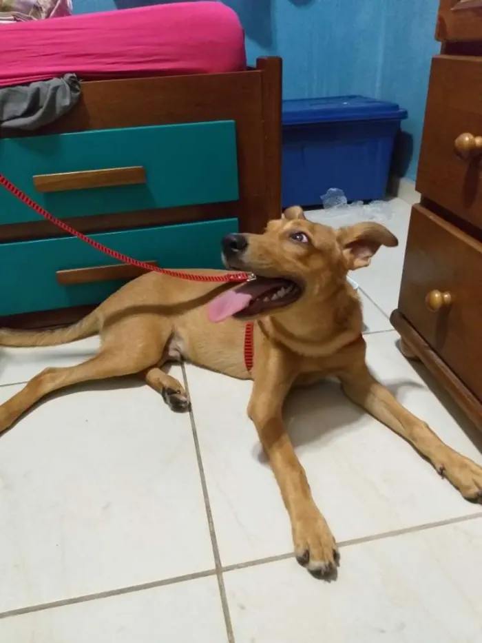 Cachorro ra a Vira lata idade 7 a 11 meses nome Orlando 