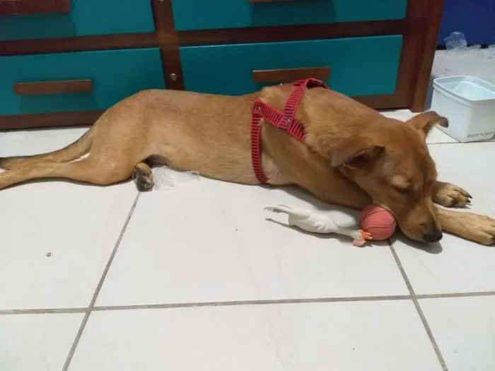 Cachorro ra a Vira lata idade 7 a 11 meses nome Orlando 