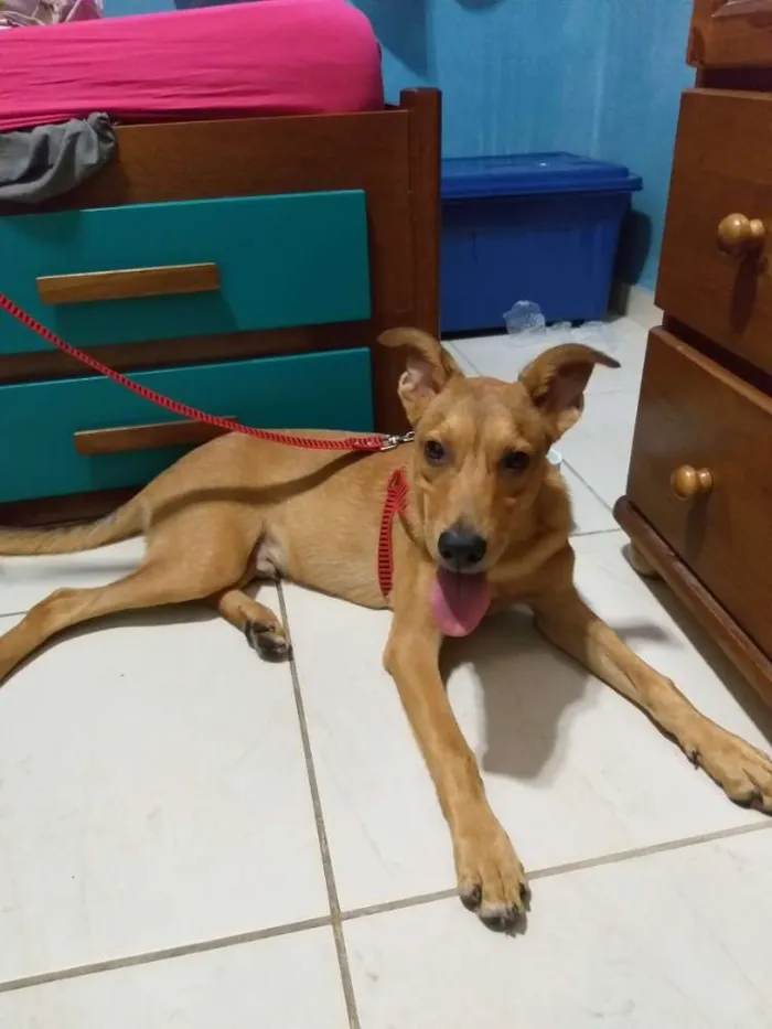 Cachorro ra a Vira lata idade 7 a 11 meses nome Orlando 