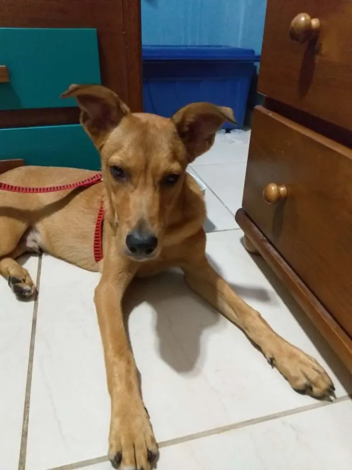 Cachorro ra a Vira lata idade 7 a 11 meses nome Orlando 