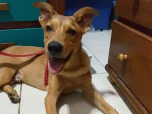 Cachorro raça Vira lata idade 7 a 11 meses nome Orlando 