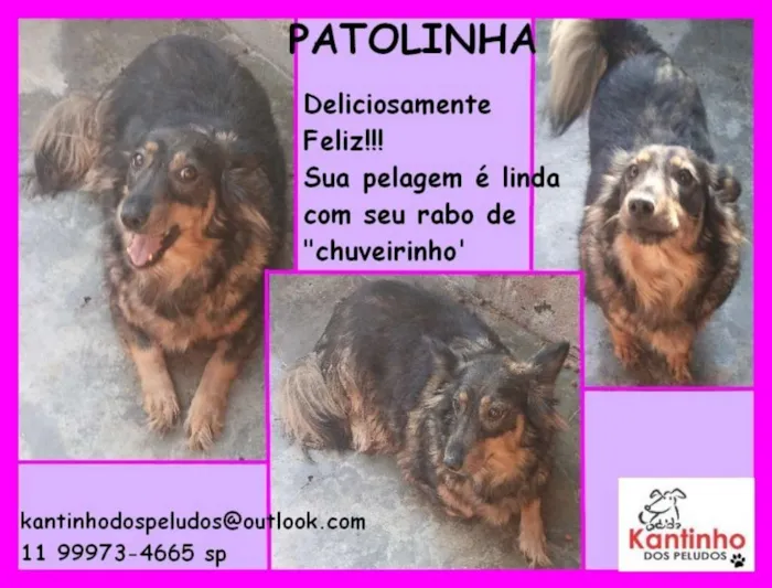 Cachorro ra a  idade 4 anos nome Patolinha