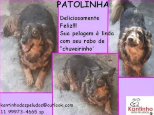 Cachorro raça  idade 4 anos nome Patolinha