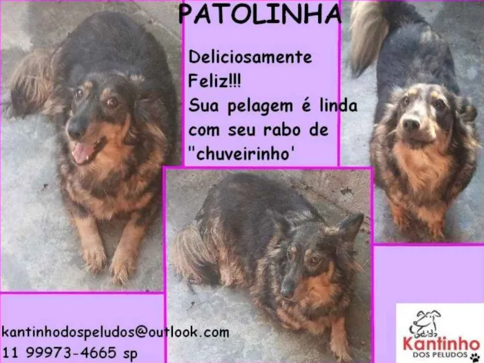 Cachorro ra a  idade 4 anos nome Patolinha