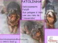 Patolinha