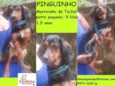 Pinguinho Pequenino