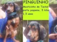 Pinguinho Pequenino