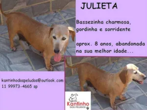 Cachorro raça  idade 6 ou mais anos nome Julieta