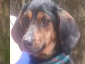 Cachorro raça  idade 1 ano nome Pinguinho Pequenino