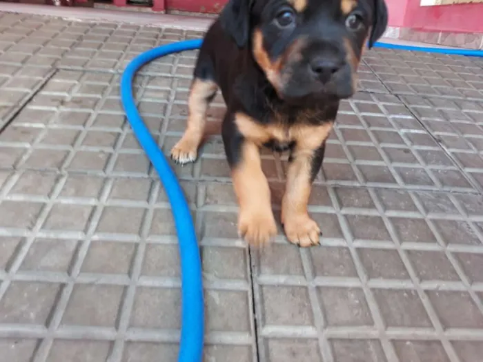Cachorro raça Sem raça definida idade Abaixo de 2 meses nome Sem nome