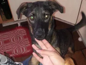 Cachorro raça Viralata idade 2 a 6 meses nome Princesa