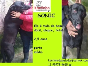 Cachorro raça  idade 2 anos nome Sonic