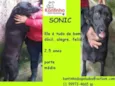 Sonic