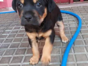 Cachorro raça Sem raça definida idade Abaixo de 2 meses nome Sem nome