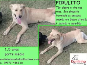 Cachorro raça  idade 1 ano nome Pirulito