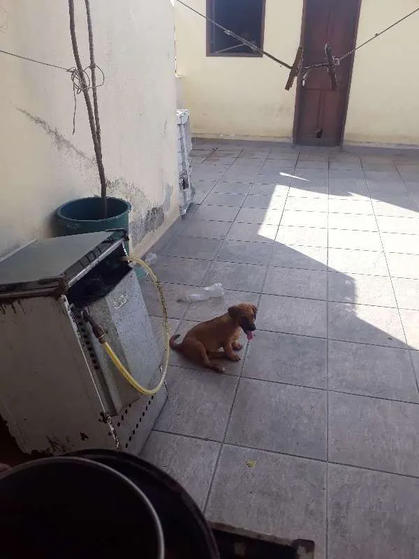 Cachorro ra a Pinsher idade 2 anos nome Marlon