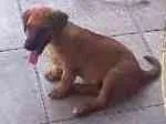 Cachorro raça Pinsher idade 2 anos nome Marlon