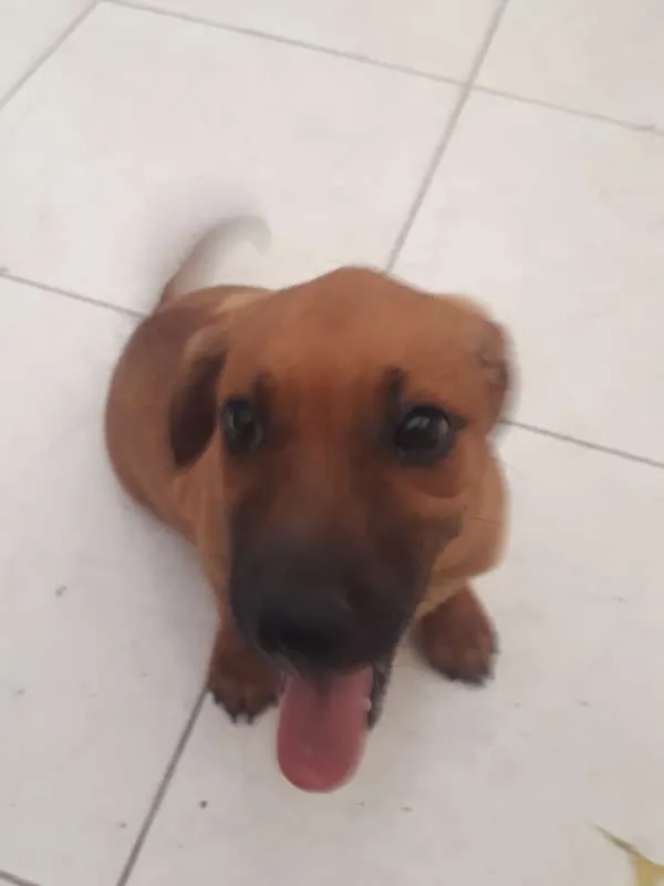Cachorro ra a Maltês idade 2 a 6 meses nome ainda sem nome