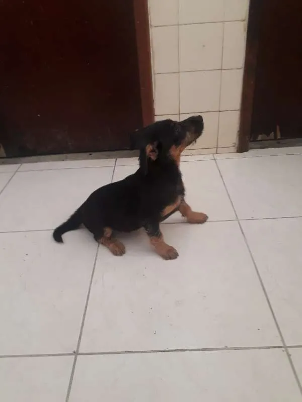 Cachorro ra a Mestiços idade 2 a 6 meses nome ainda sem nomes