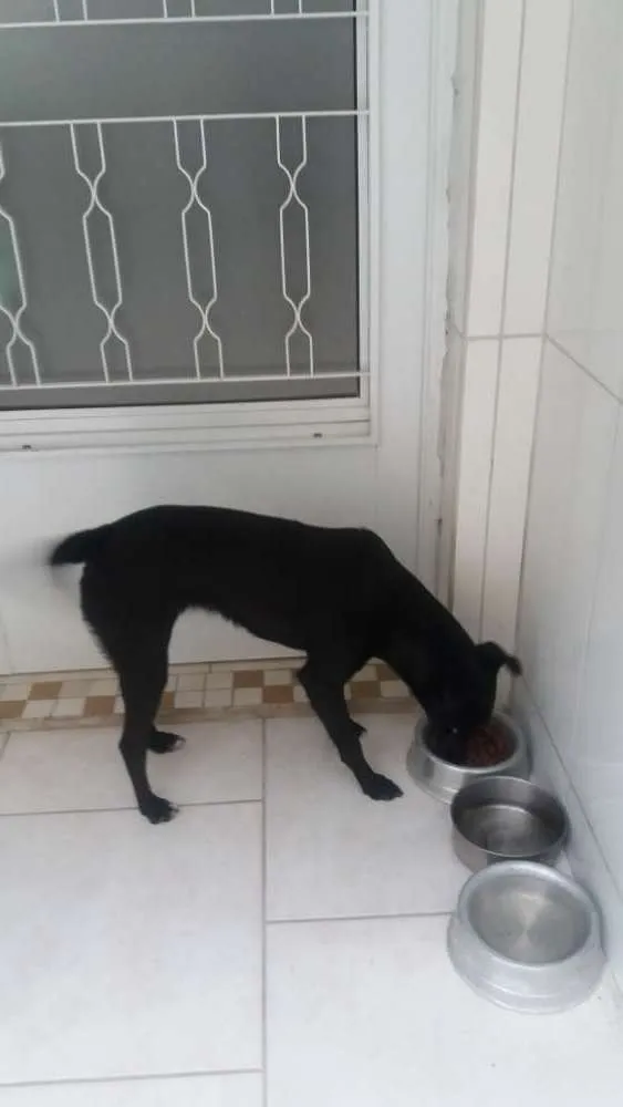 Cachorro ra a Srd idade 2 anos nome Mika