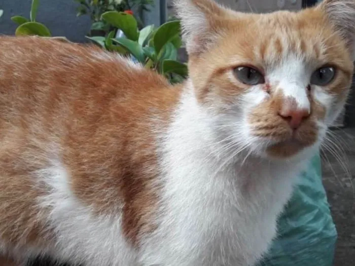 Gato ra a RUIVO idade 7 a 11 meses nome DASTAN