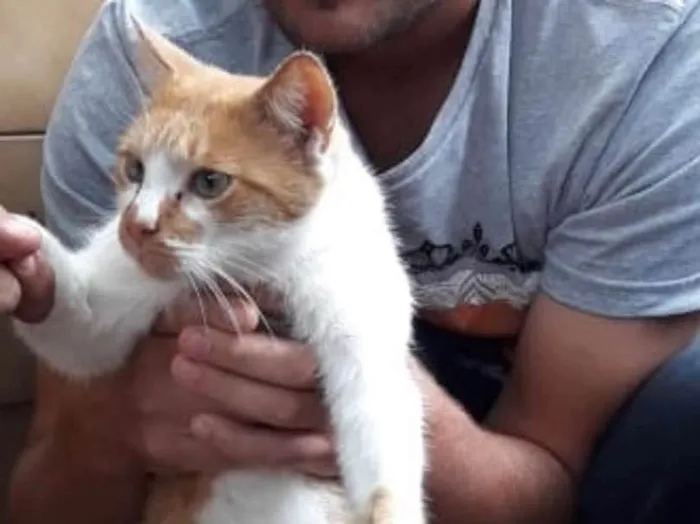 Gato ra a RUIVO idade 7 a 11 meses nome DASTAN