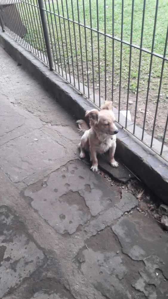 Cachorro ra a SRD idade 1 ano nome Serafin