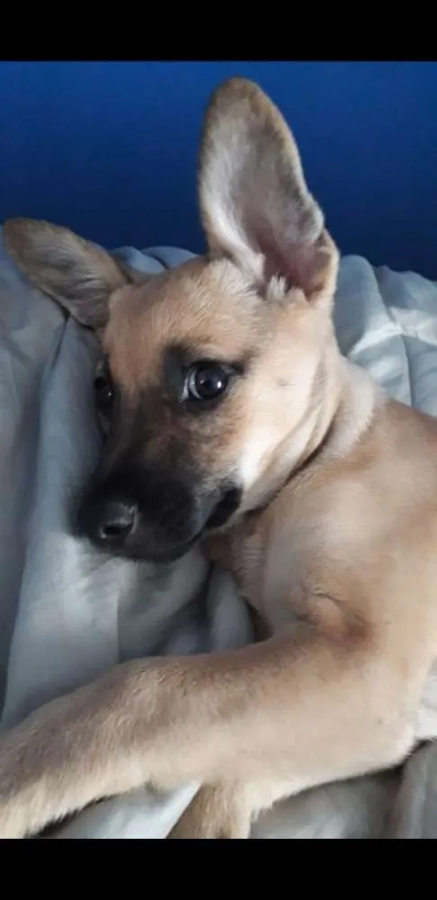 Cachorro ra a vira lata idade 2 a 6 meses nome Panqueca