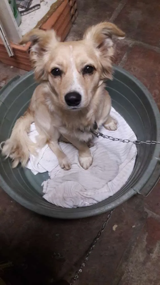 Cachorro ra a SRD idade 1 ano nome Serafin