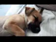 Panqueca