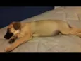 Panqueca