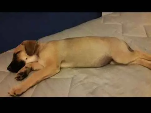 Cachorro ra a vira lata idade 2 a 6 meses nome Panqueca