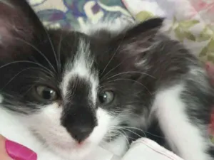 Gato raça  idade 2 a 6 meses nome Lila