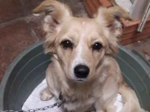 Cachorro raça SRD idade 1 ano nome Serafin