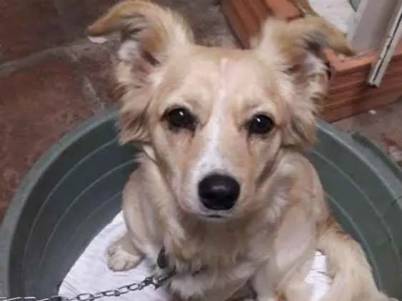 Cachorro ra a SRD idade 1 ano nome Serafin