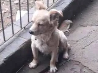 Cachorro ra a SRD idade 1 ano nome Serafin
