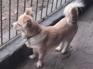 Cachorro ra a SRD idade 1 ano nome Serafin